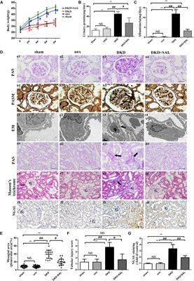 Protective Effect of Salidroside Against Diabetic Kidney Disease Through Inhibiting BIM-Mediated Apoptosis of Proximal Renal Tubular Cells in Rats